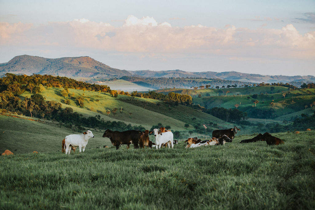 Stop Asking God For More Cattle